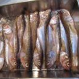 おいし ハタハタの塩焼き レシピ 作り方 By Cota Cota 楽天レシピ おいし ハタハタの塩焼き レシピ 作り方 By Cota Cota 楽天レシピ